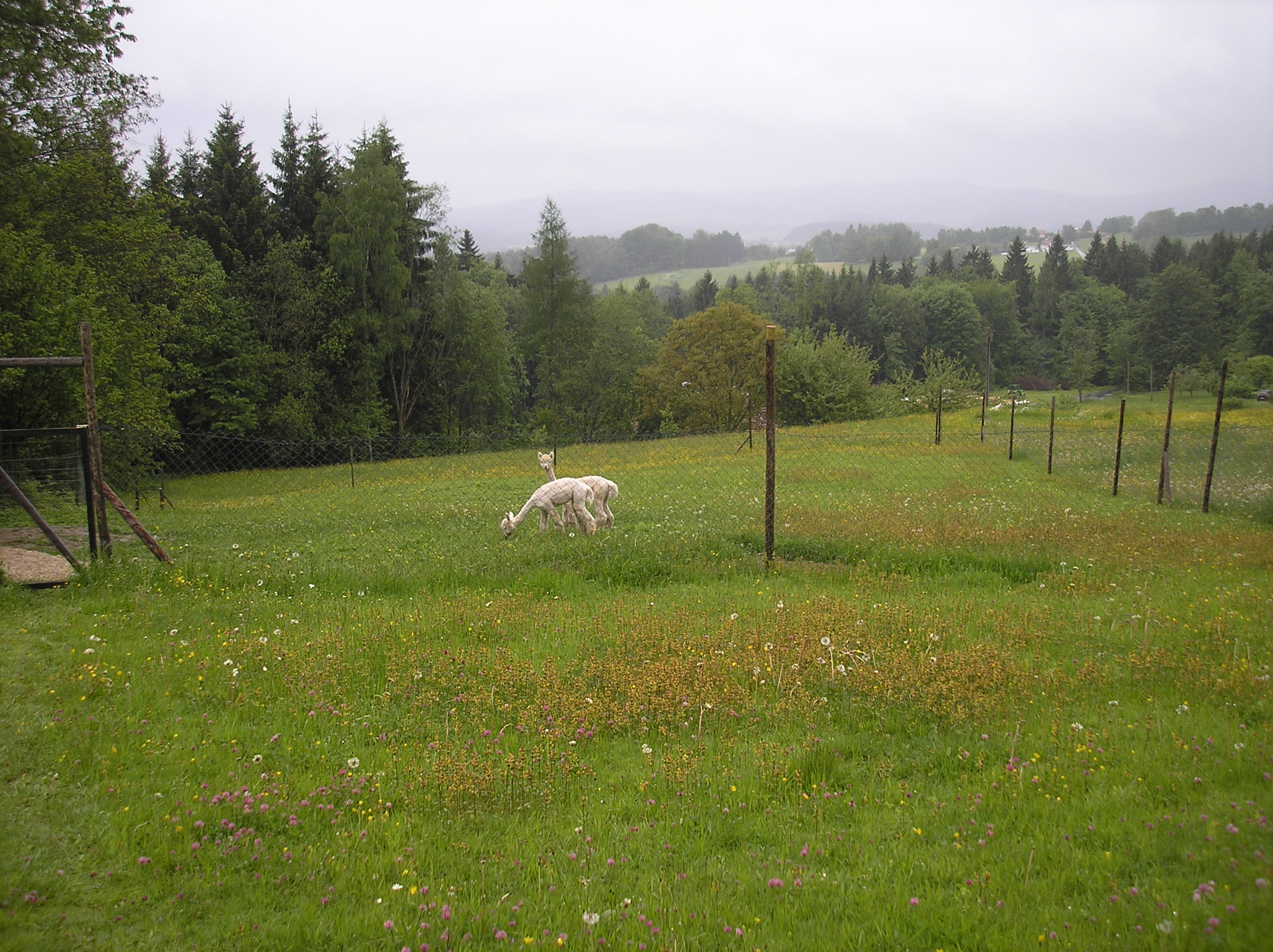 Wiese mit zwei Alpakas